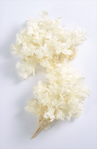 日本不凋重瓣繡球 01070-011