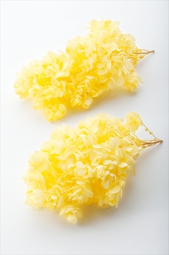 日本不凋重瓣繡球 01070-501