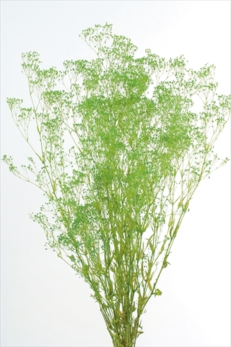 日本不凋迷你滿天星 00020-700