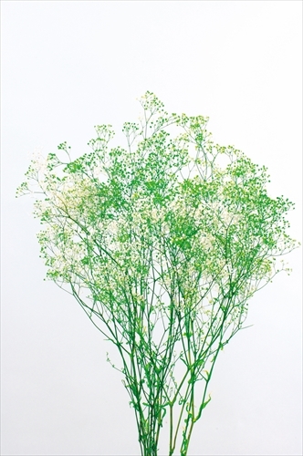 日本不凋迷你滿天星 00015-017