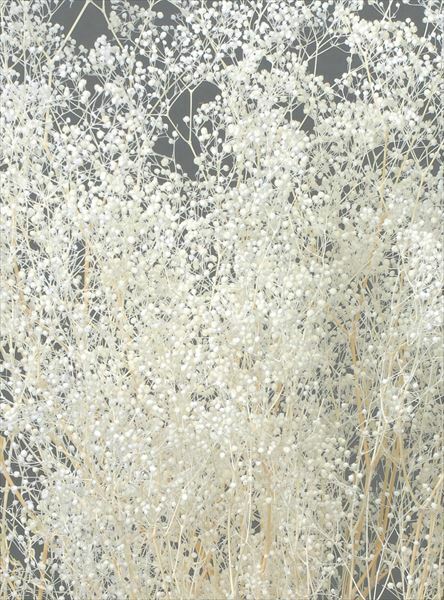 日本不週迷你滿天星 00013-010