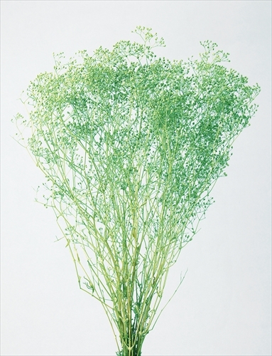 日本不凋迷你滿天星 00010-751