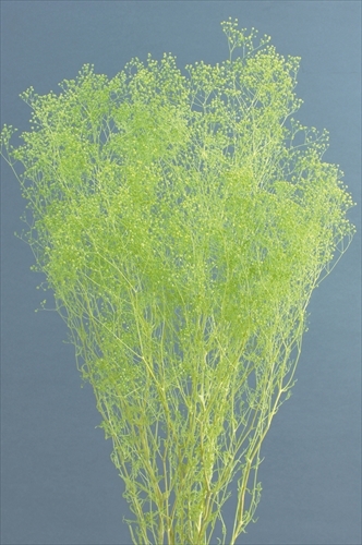 日本不凋迷你滿天星 00010-741