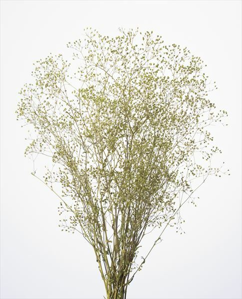 日本不凋迷你滿天星 00010-702