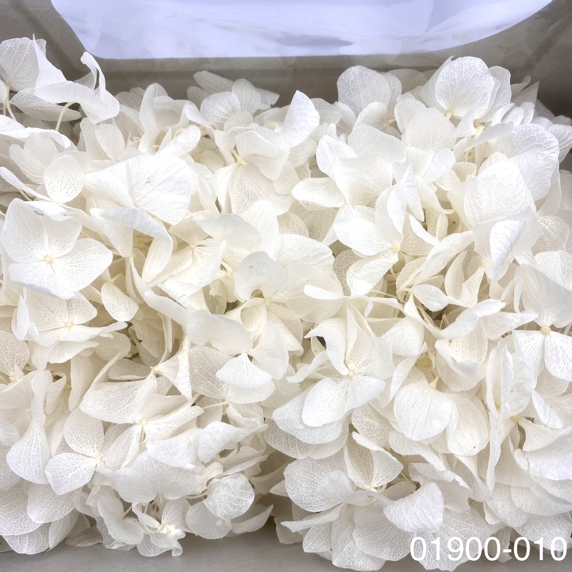 不凋大葉繡球 01900-010