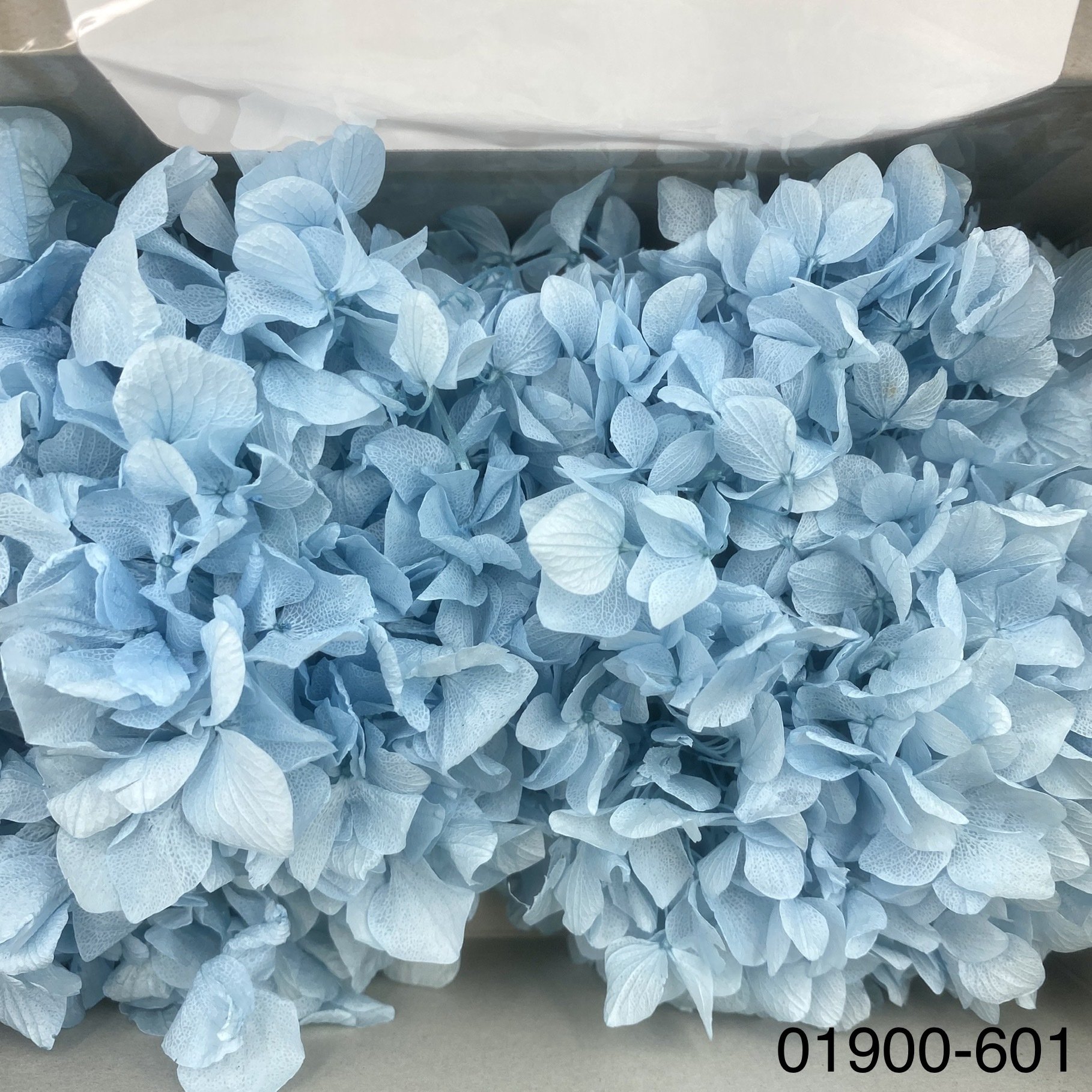 日本不凋大葉繡球01900-601