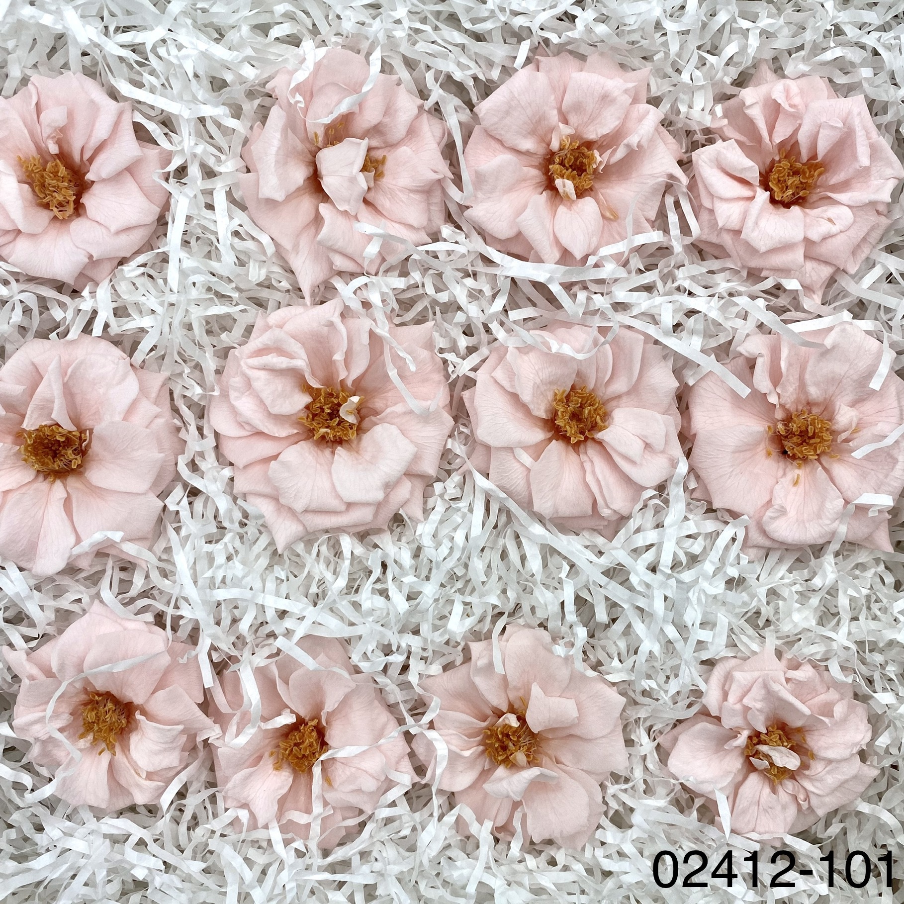 日本不凋薔薇玫瑰 02412-101