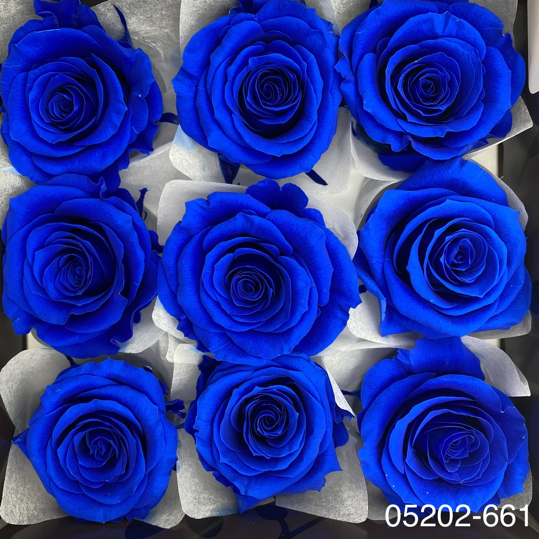 日本不凋大輪玫瑰(M-9朵) 05202-661