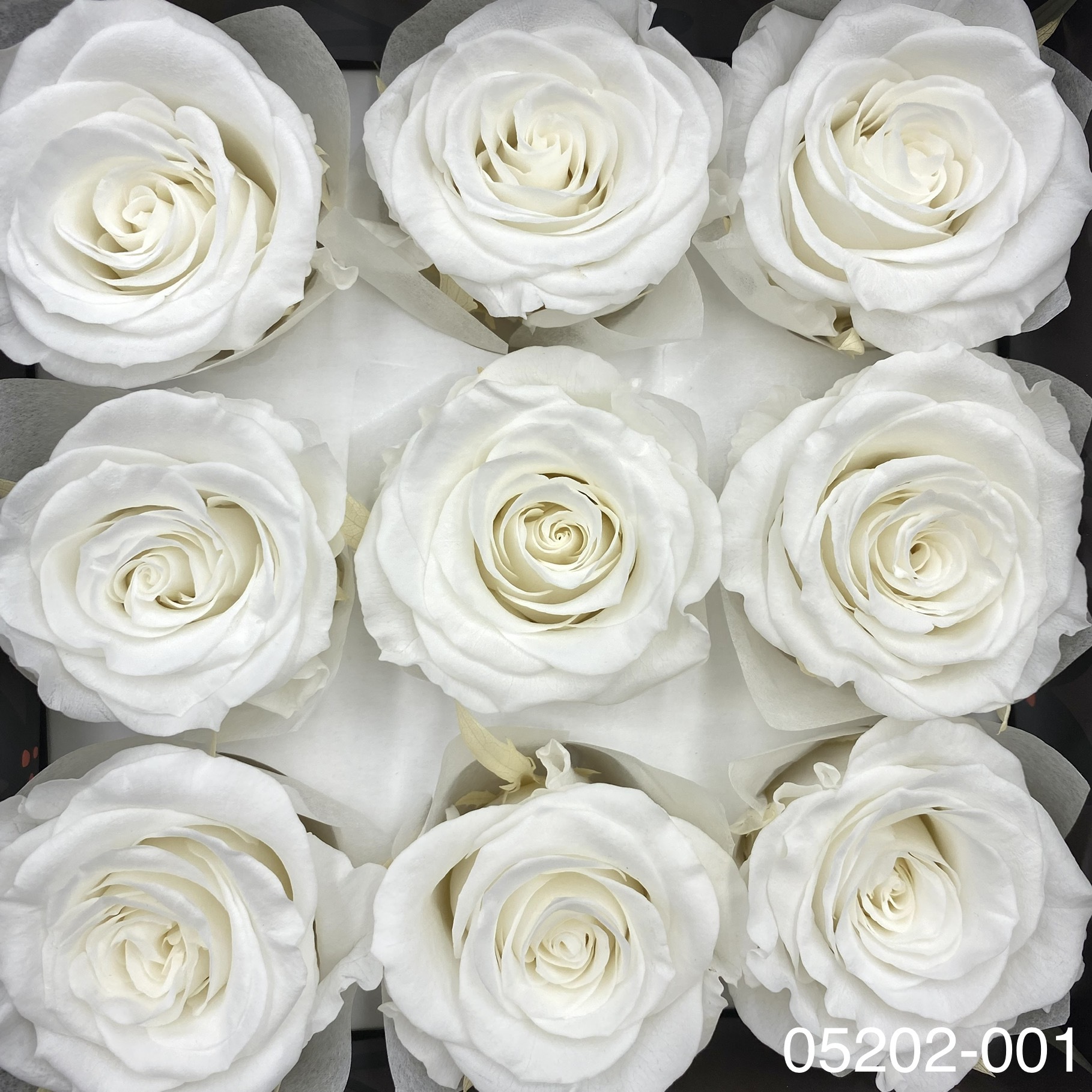 日本不凋大輪玫瑰(M-9朵) 05202-001