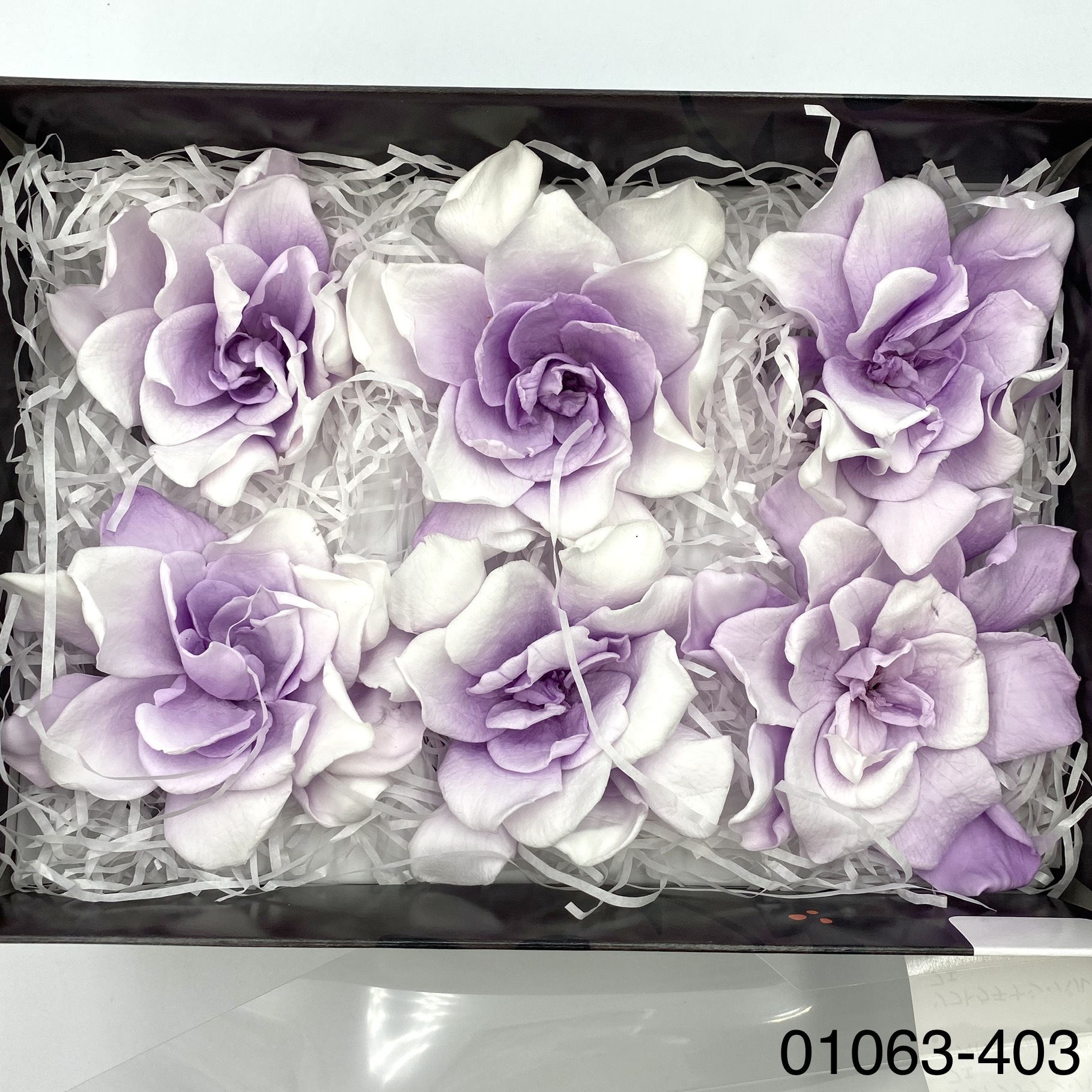 日本不凋梔子花 01063-403