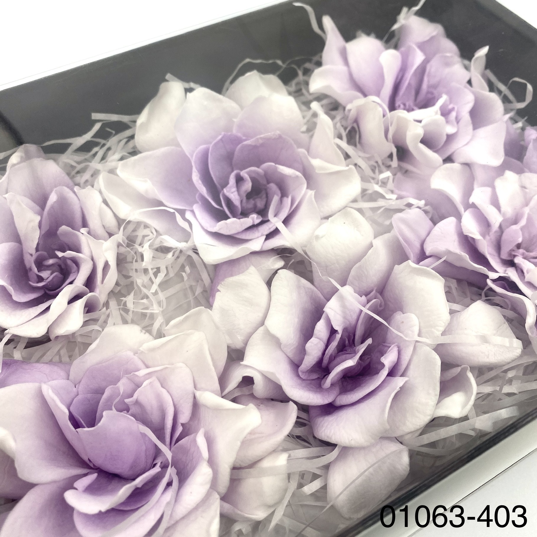 日本不凋梔子花 01063-403