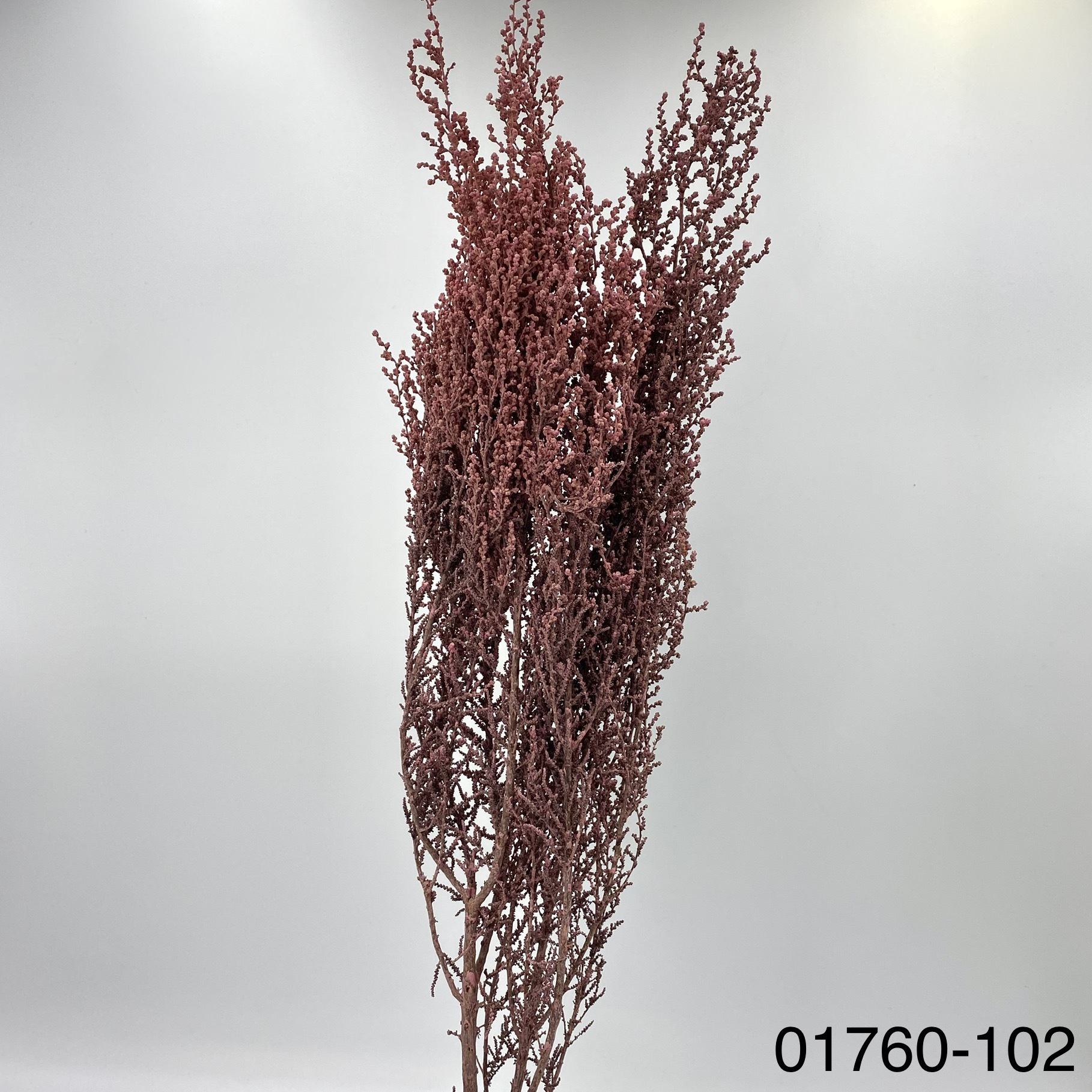 不凋史托比 01760-102