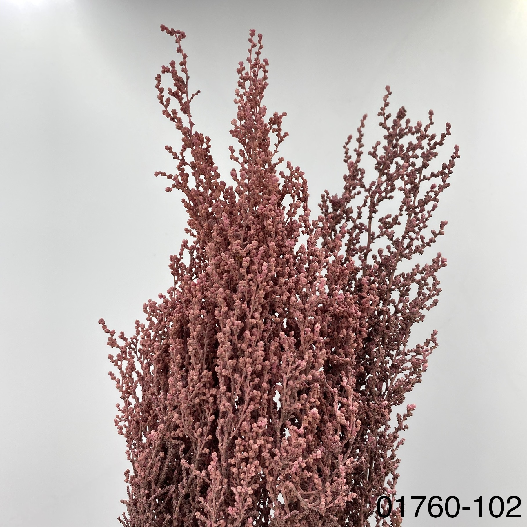 日本不凋史托比 01760-102