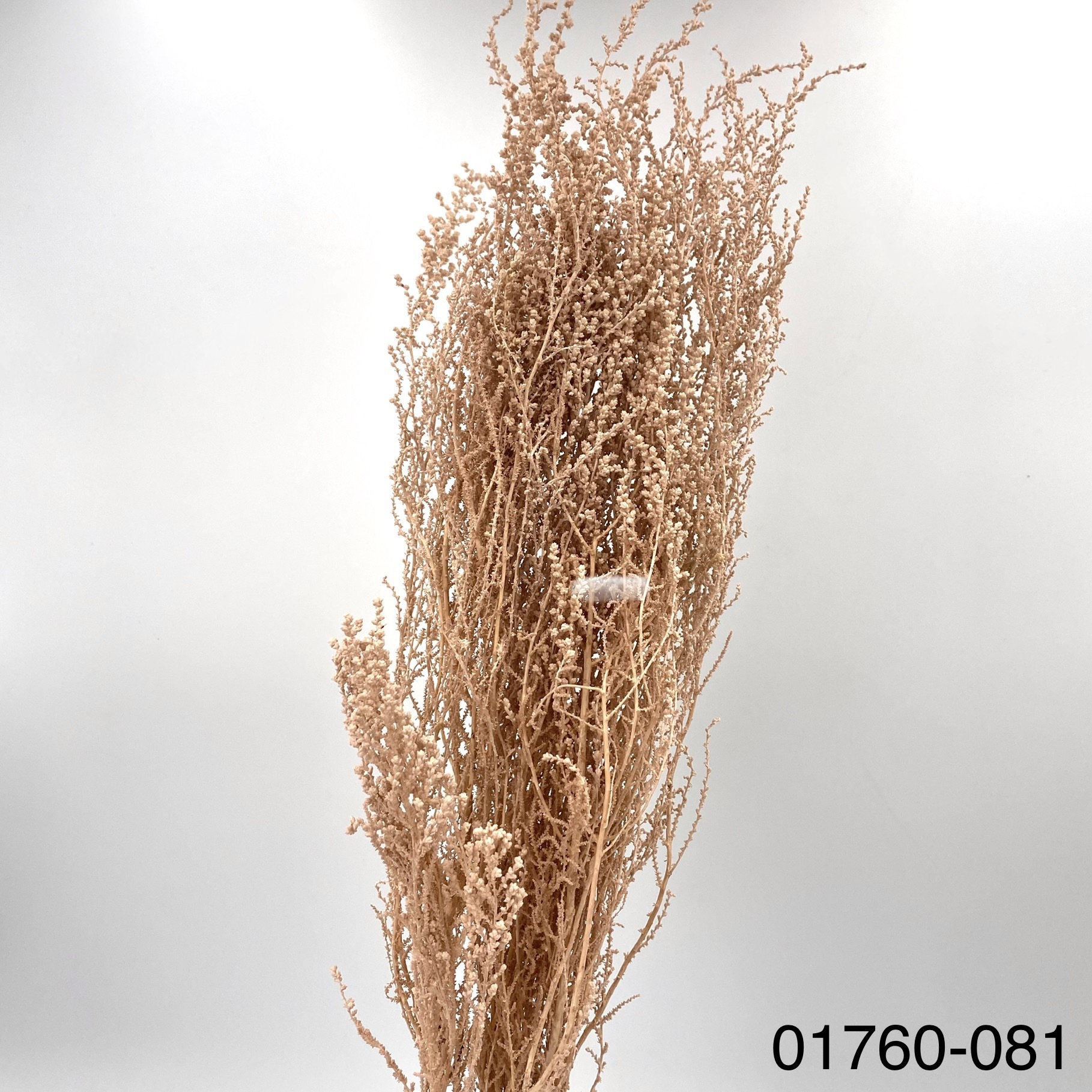 不凋史托比 01760-081