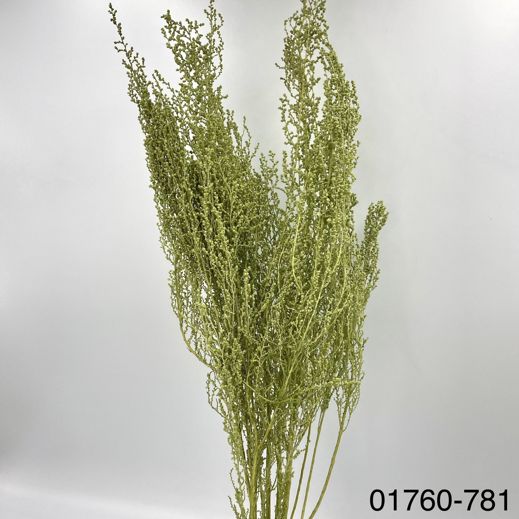 不凋史托比 01760-781