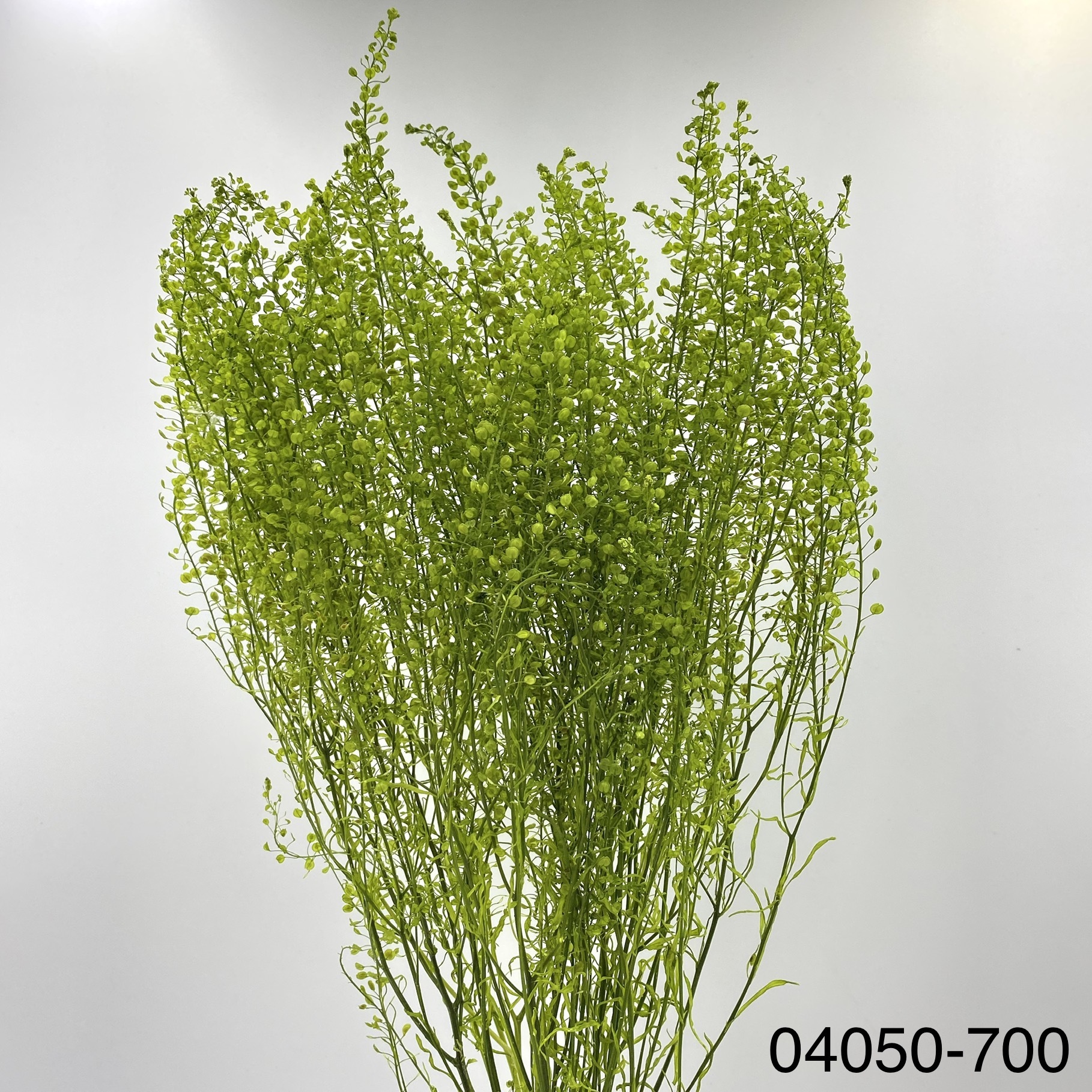 日本不凋翠扇 04050-700