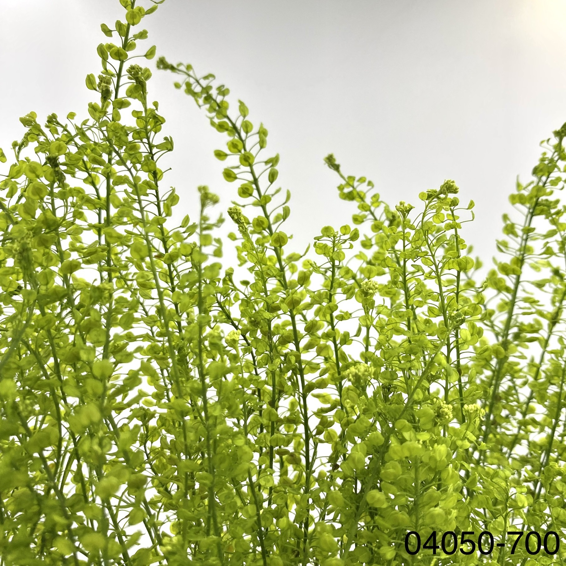 日本不凋翠扇 04050-700