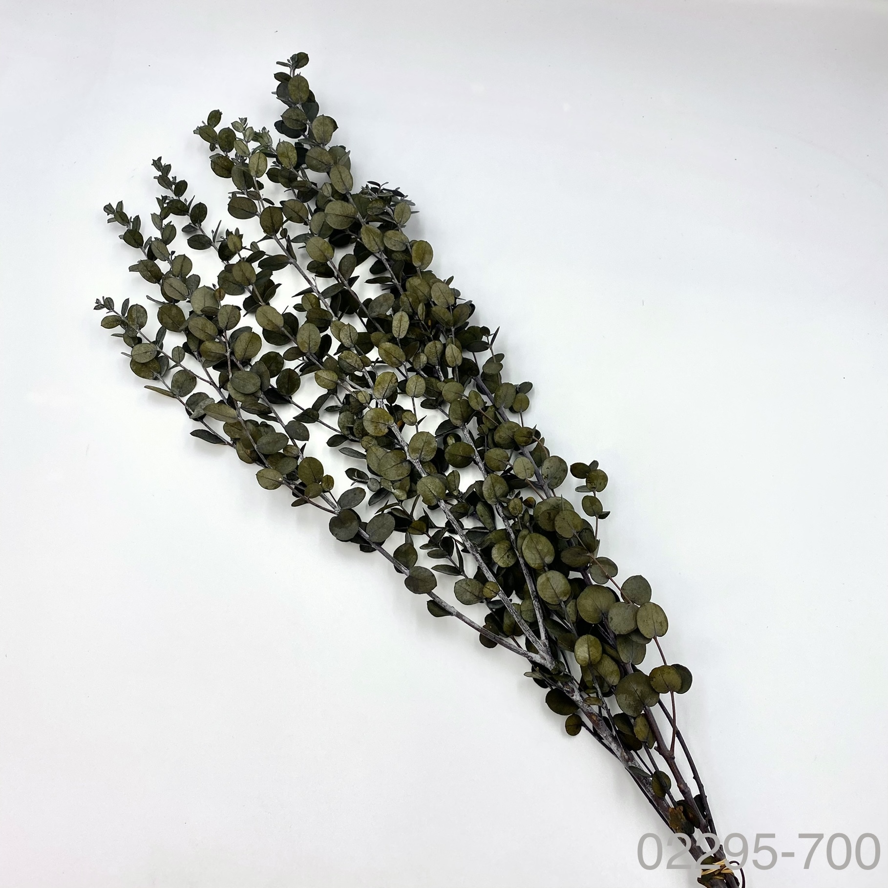 不凋小圓尤加葉 02295-700