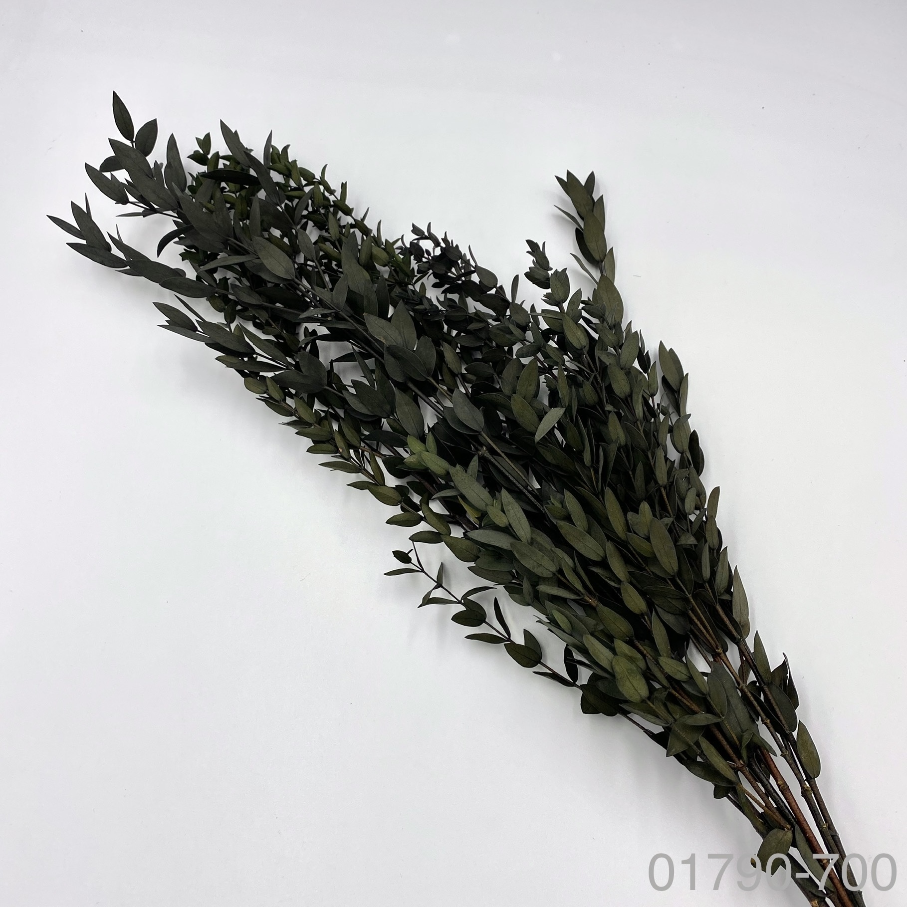 不凋小尖尤加利 01790-700