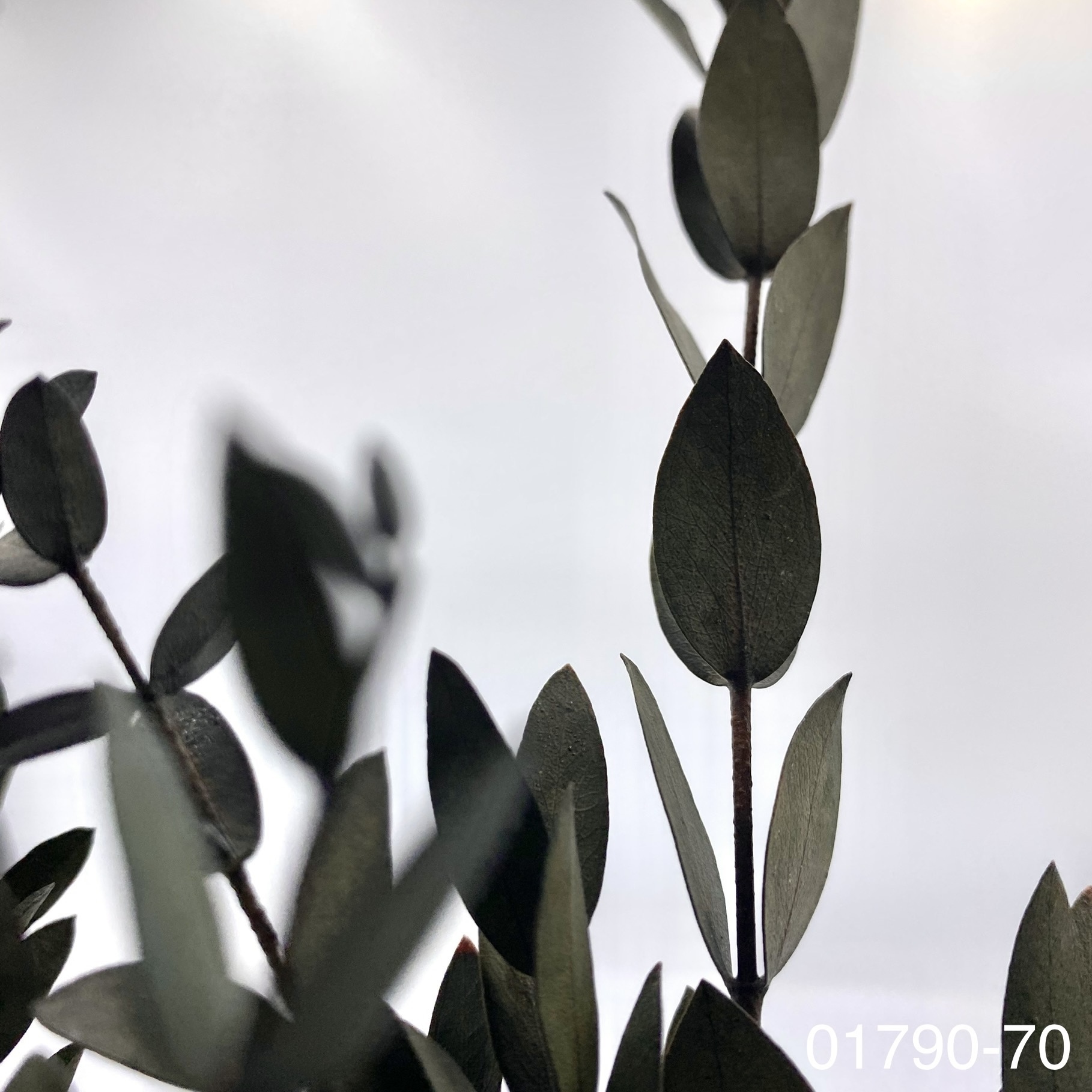 不凋小尖尤加利 01790-700