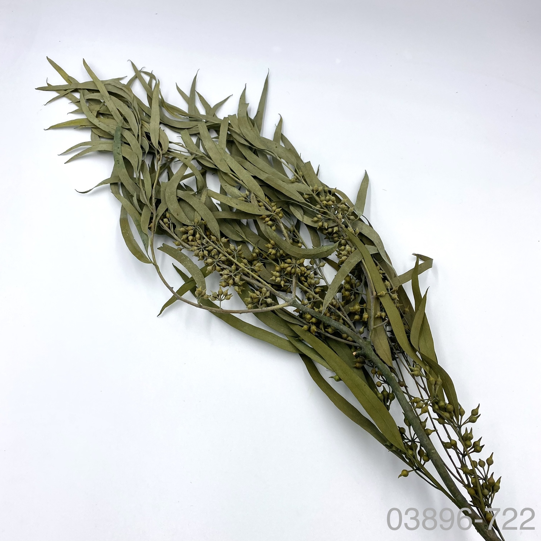 日本不凋尤加利葉 03896-722