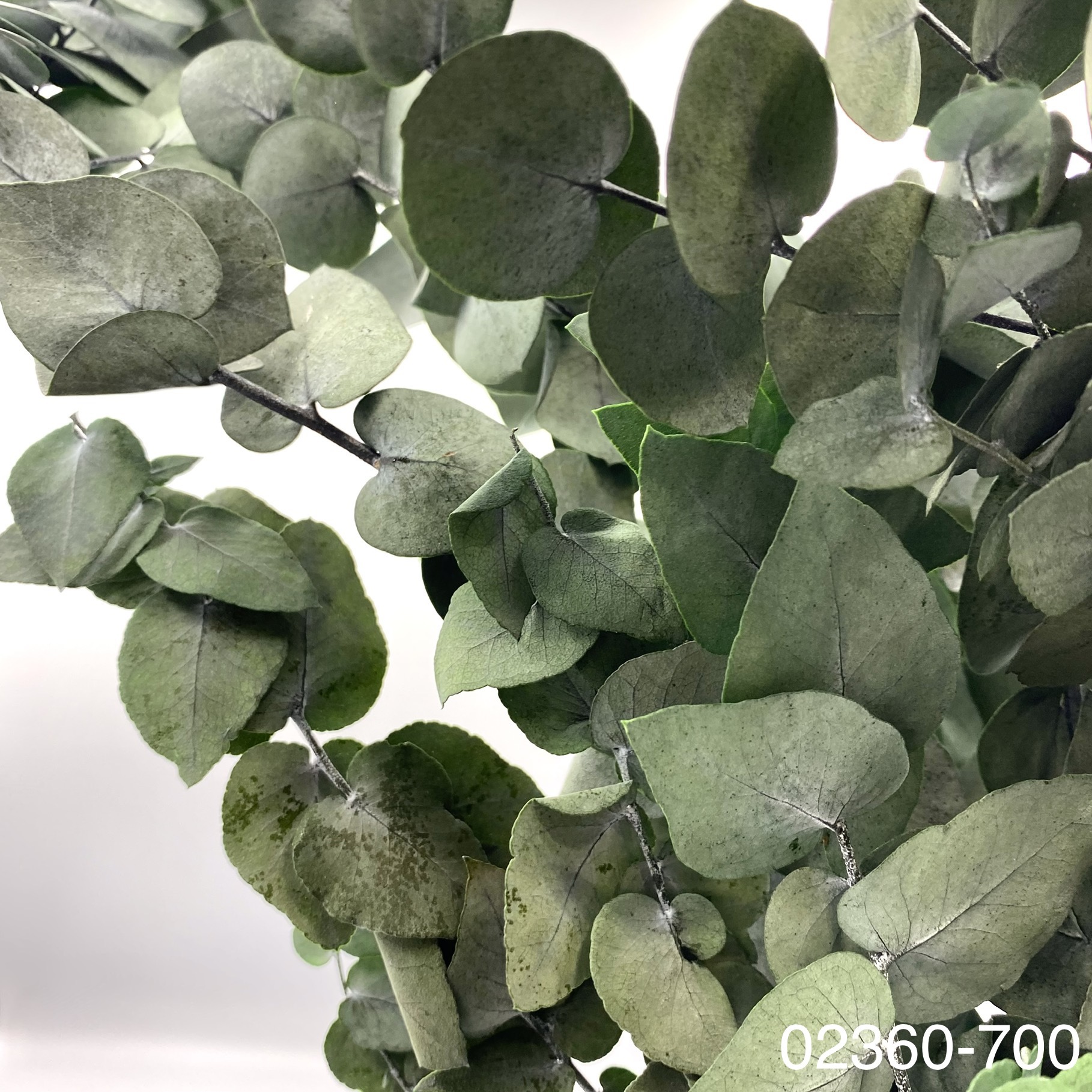 不凋大餅干尤加利葉 02360-700