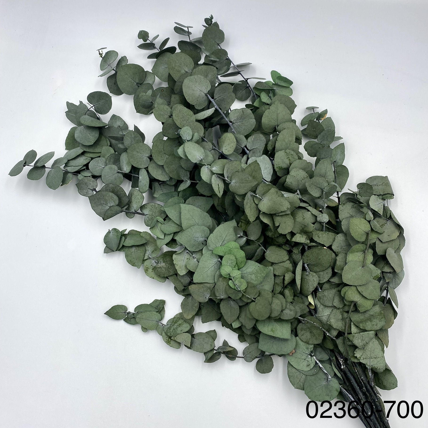 不凋大餅干尤加利葉 02360-700