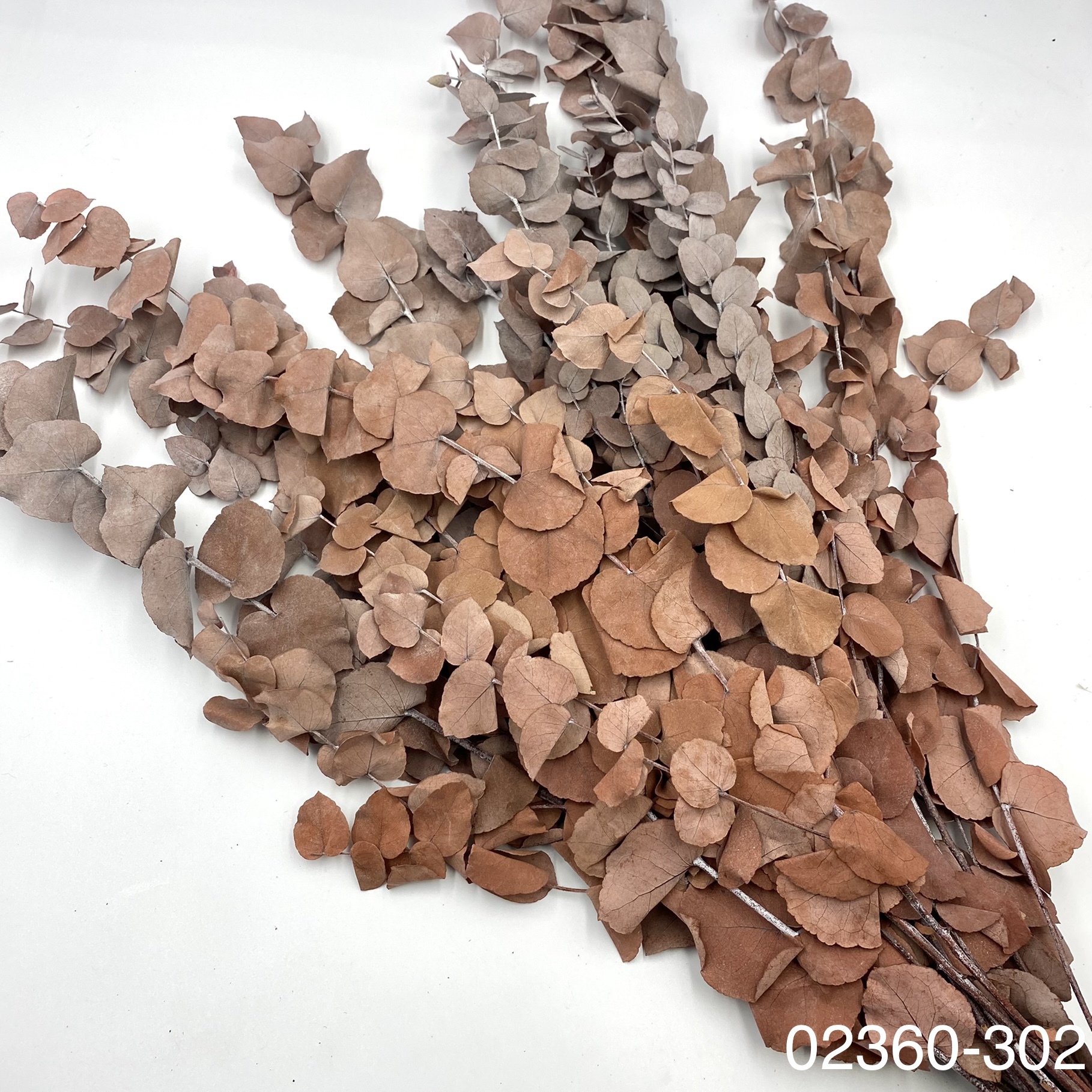 不凋大餅干尤加利葉 02360-302