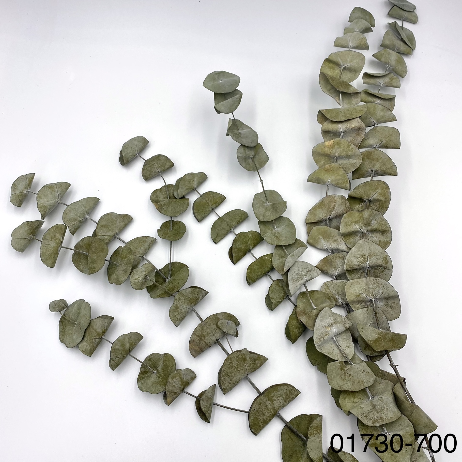 不凋餅干尤加利葉 01730-700