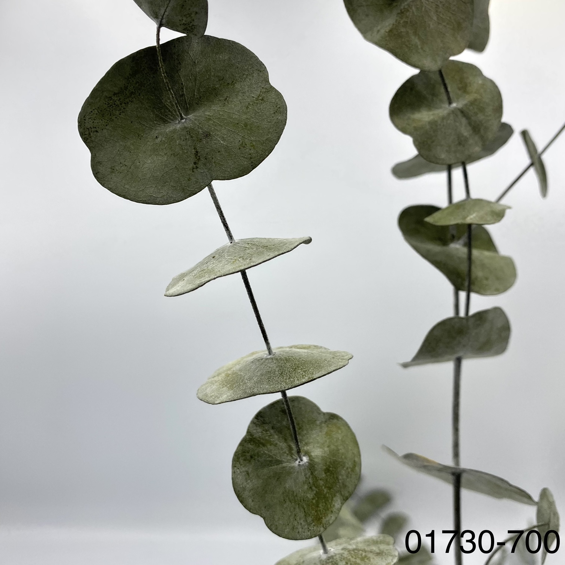 不凋餅干尤加利葉 01730-700