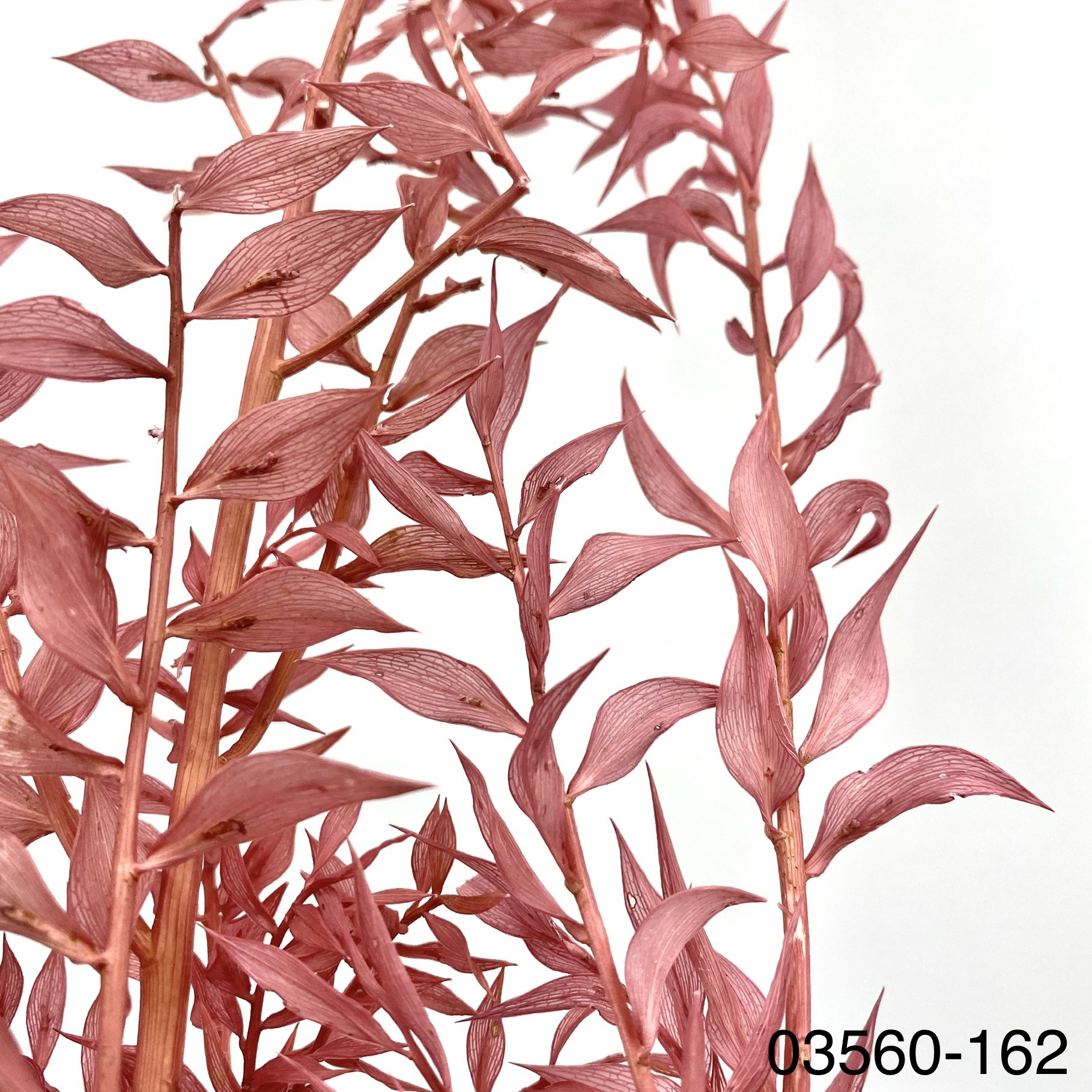 日本不凋小樺木葉 03560-162