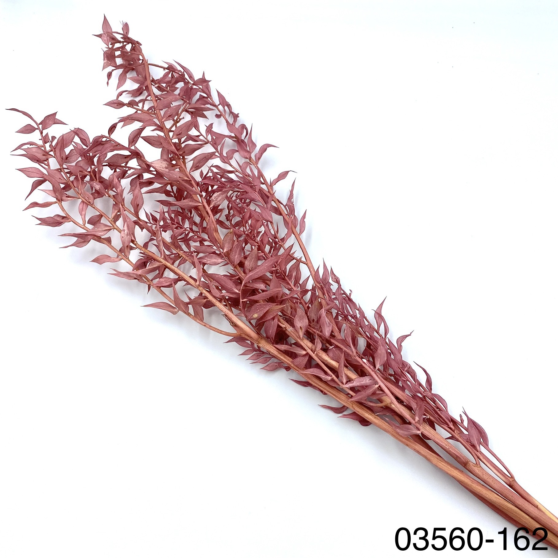 日本不凋小樺木葉 03560-162