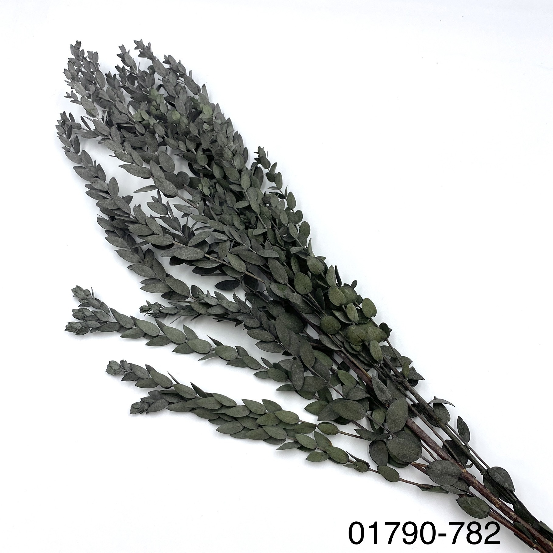 不凋小尖尤加利 01790-782