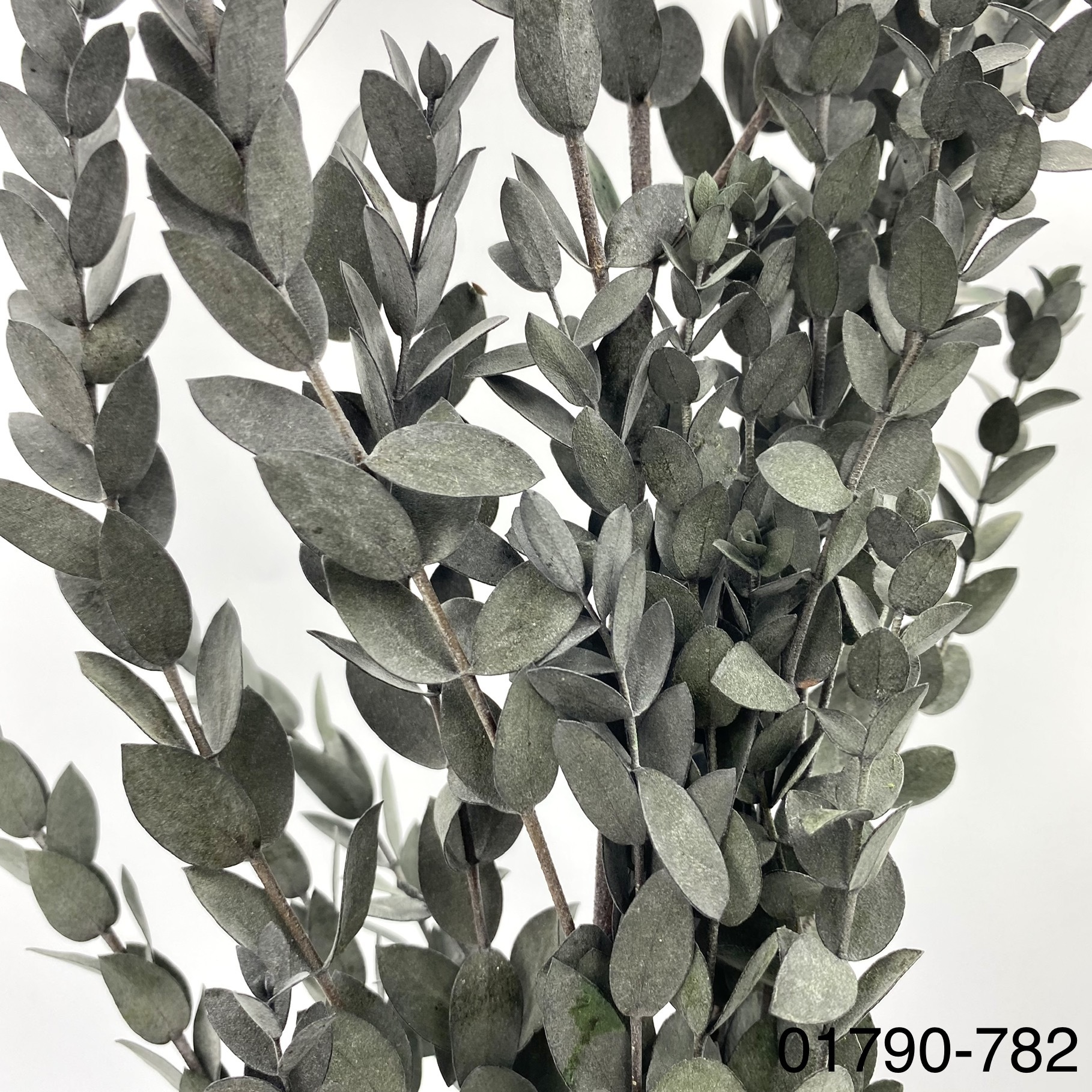 不凋小尖尤加利 01790-782