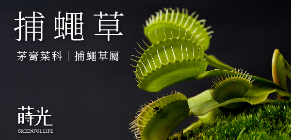 捕蠅草介紹