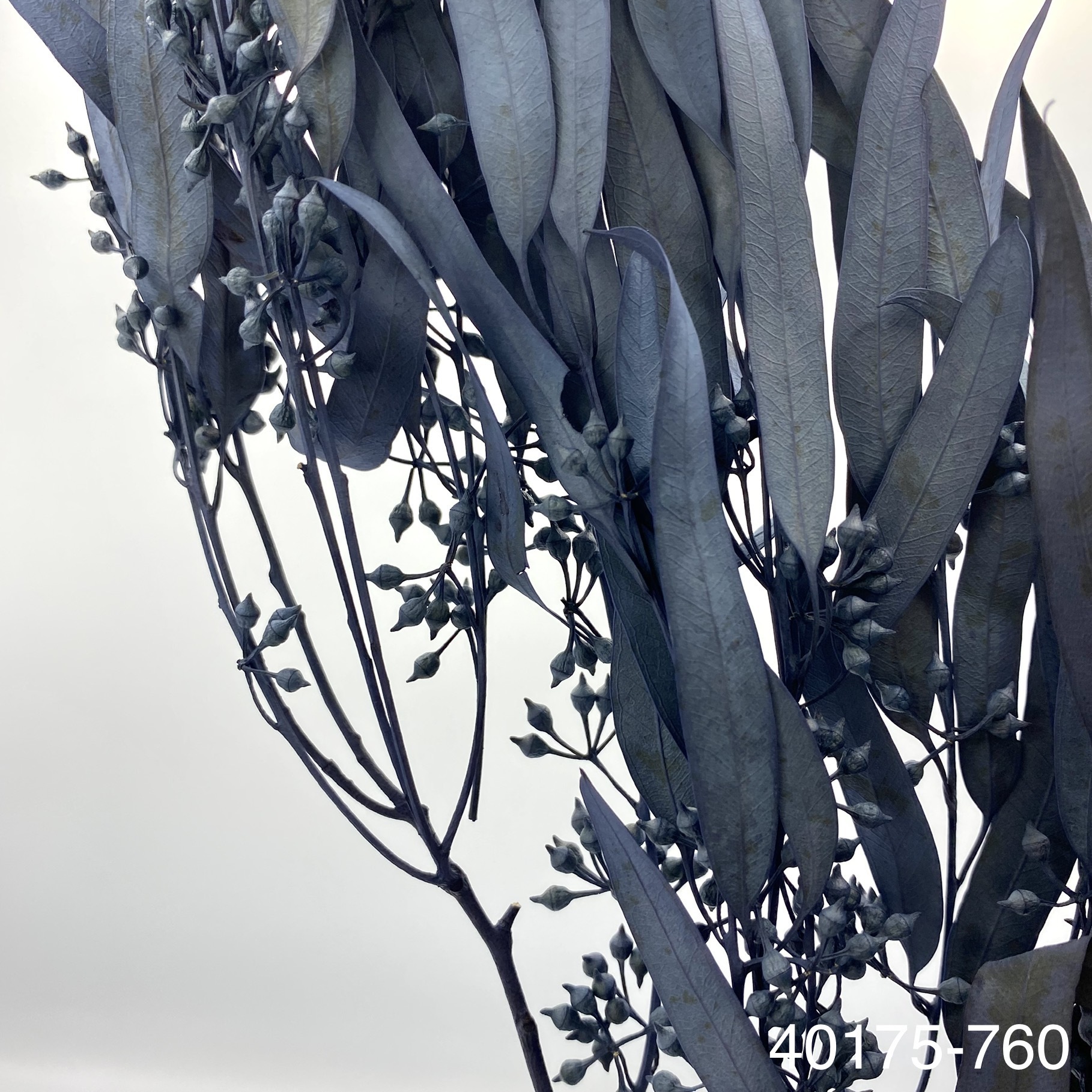 不凋柳葉 40175-760