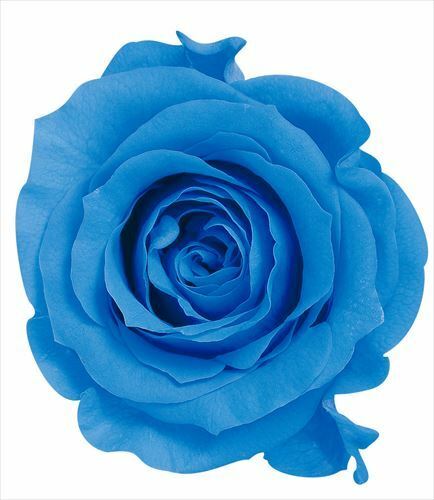 日本不凋大輪玫瑰(L-8朵) 05203-651