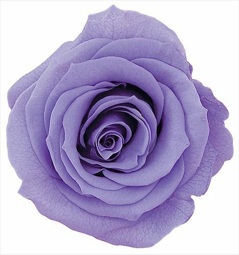 日本不凋大輪玫瑰(L-8朵) 05203-411