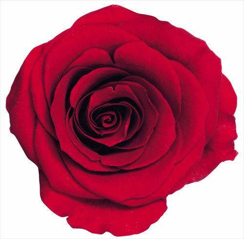 日本不凋大輪玫瑰(L-8朵) 05203-331