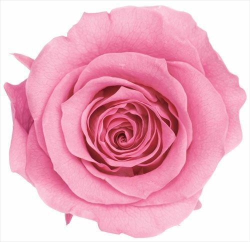 日本不凋大輪玫瑰(L-8朵) 05203-181