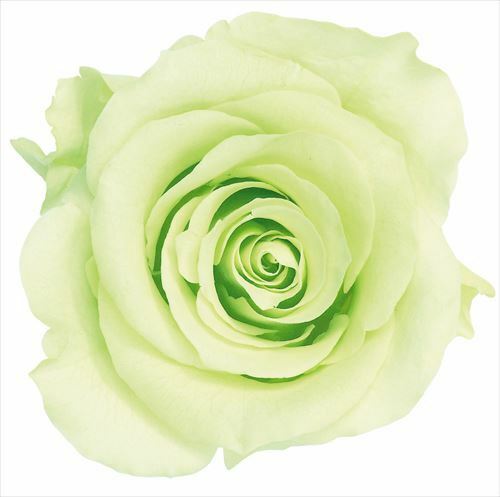 日本不凋大輪玫瑰(L-8朵) 05203-701