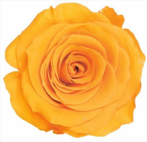 日本不凋大輪玫瑰(L-8朵) 05203-351