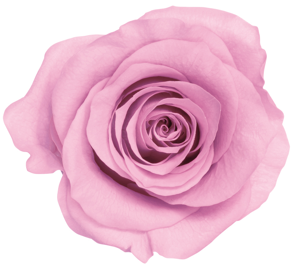 日本不凋大輪玫瑰(L-8朵) 05203-111