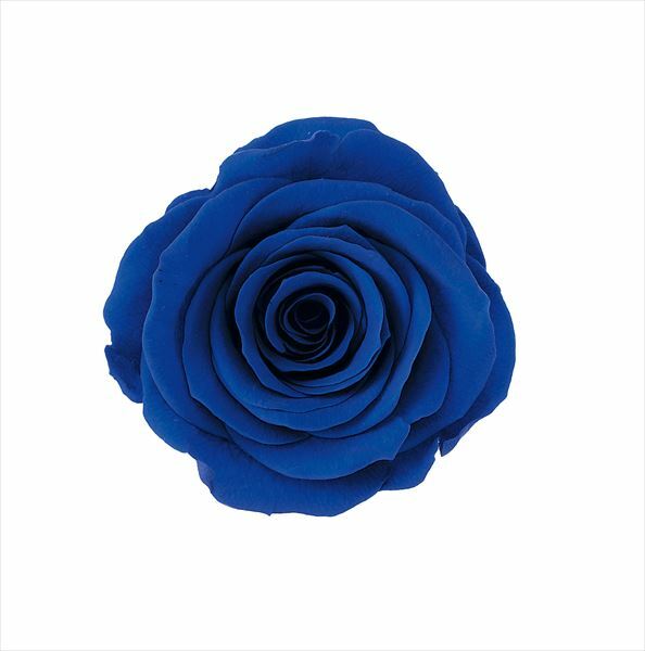 日本不凋大輪玫瑰(L-8朵) 05203-661