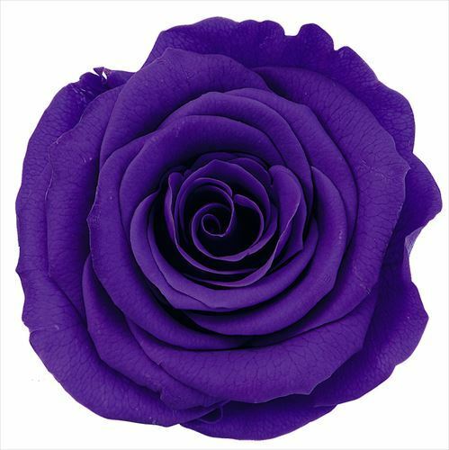 日本不凋大輪玫瑰(L-8朵) 05203-461