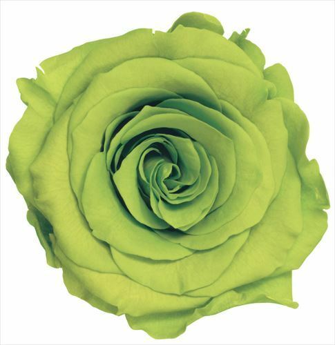 日本不凋大輪玫瑰(L-8朵) 05203-721