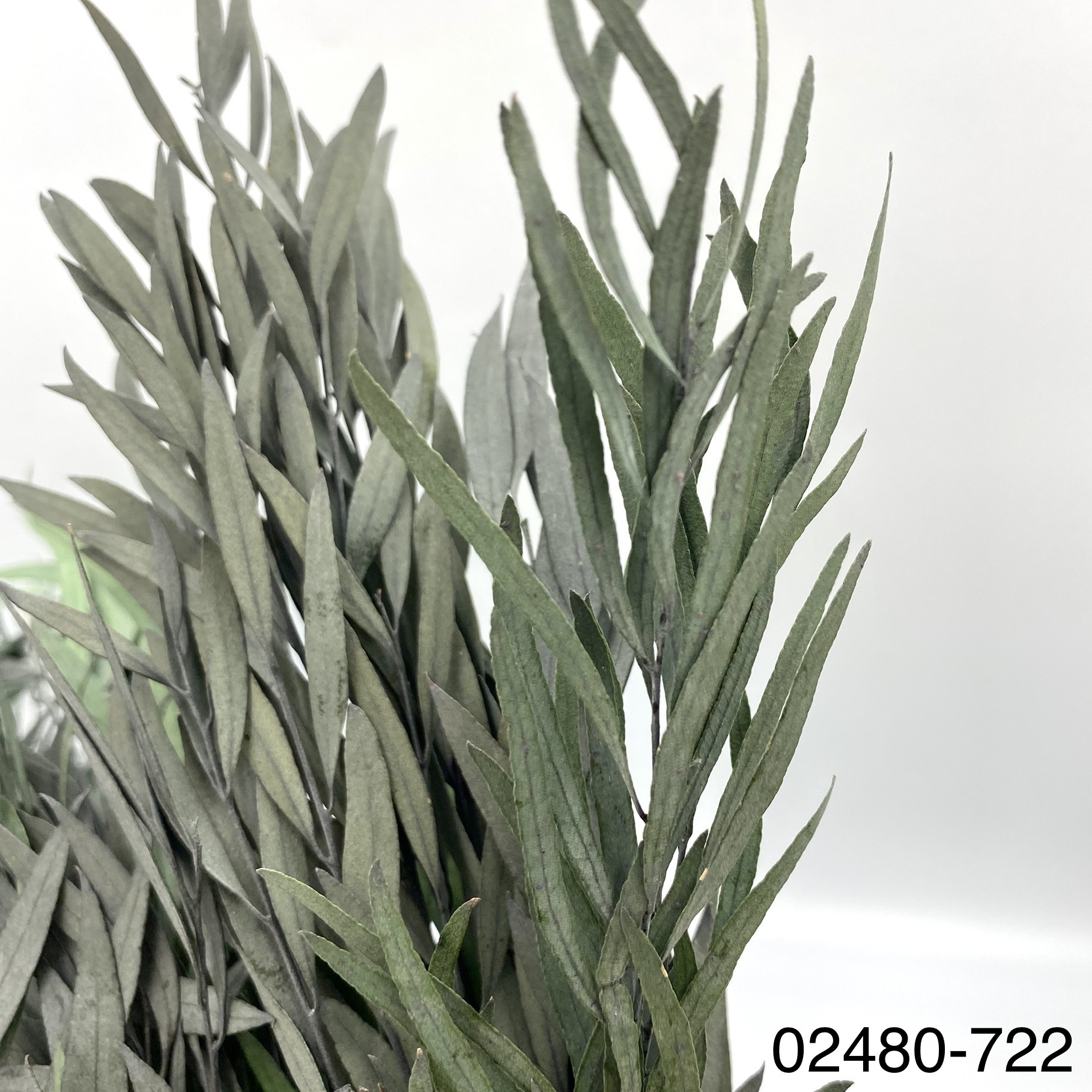 不凋細葉尤加利 02480-722