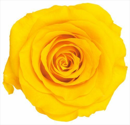 日本不凋大輪玫瑰(L-8朵) 05203-521