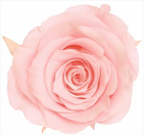 日本不凋大輪玫瑰(L-8朵) 05203-101