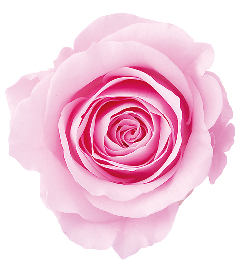 日本不凋大輪玫瑰(L-8朵) 05203-102